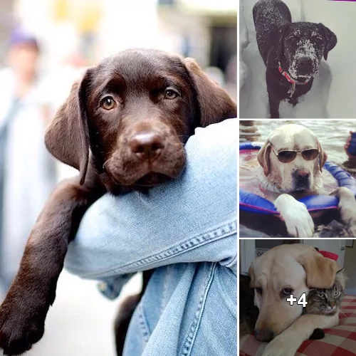 “Labrador Love: The Top 10 Reasons Why These Dogs Are Your Ultimate Best Friends”